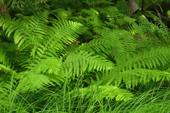 苔藓植物有根吗插图1