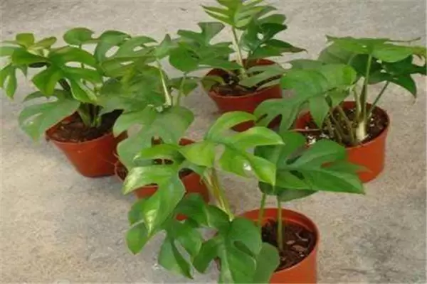盆栽龟背竹花怎么养?龟背竹盆栽技术要点插图1 盆栽龟背竹花怎么养?龟背竹盆栽技术要点插图1