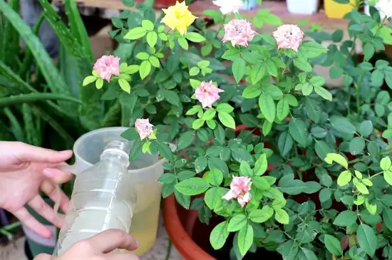 硫酸亚铁可以浇哪些植物插图1