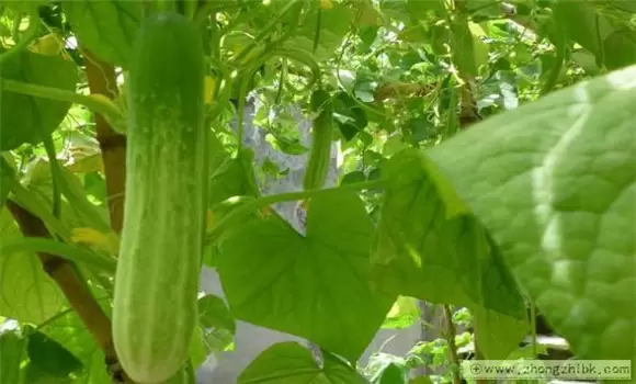 秋黄瓜的种植与管理要点插图2