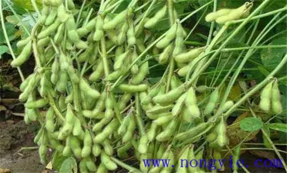毛豆种植技术和管理技术的四个必知插图1