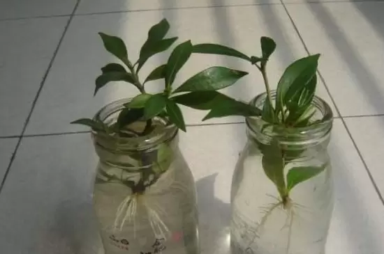 生根粉可以浇土里吗插图1