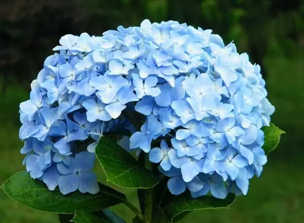 绣球花的花语是什么?插图 绣球花的花语是什么?插图