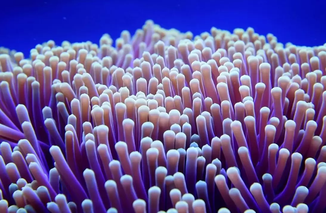 现今仍存活的古老的海洋生物有哪些？如何人工繁育保护？插图1