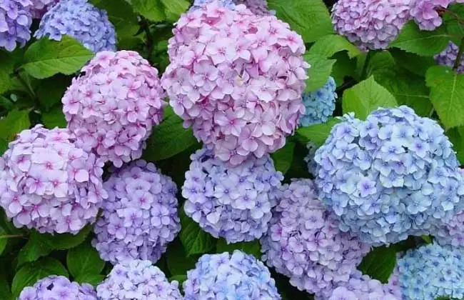 绣球花的花期是什么时候?插图 绣球花的花期是什么时候?插图