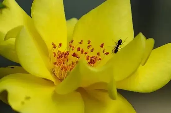 花盆里有蚂蚁窝怎么办能除根插图1 花盆里有蚂蚁窝怎么办能除根插图1