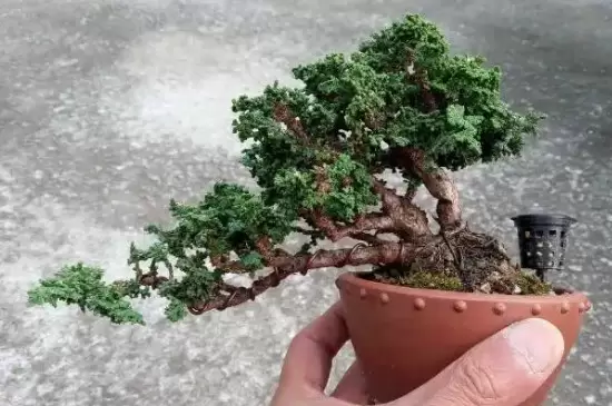 石化桧盆景的养护方法插图1