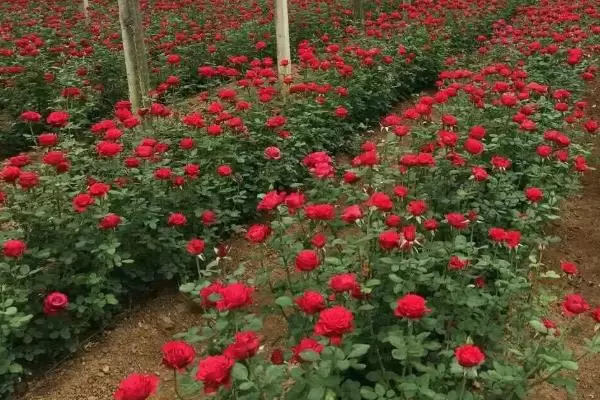 种一亩玫瑰花的成本，以及利润分析插图2