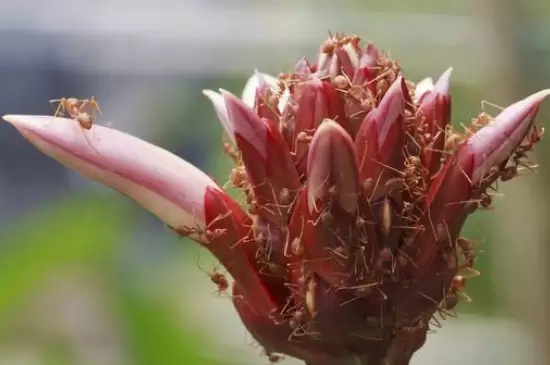 花盆里有蚂蚁窝怎么办能除根插图2 花盆里有蚂蚁窝怎么办能除根插图2
