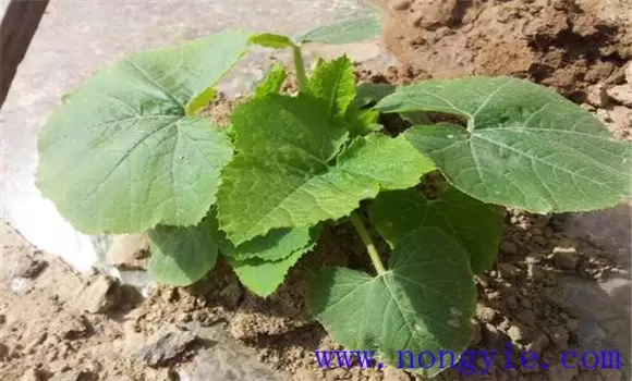砍瓜的种植方法 砍瓜什么时候种植最好插图1