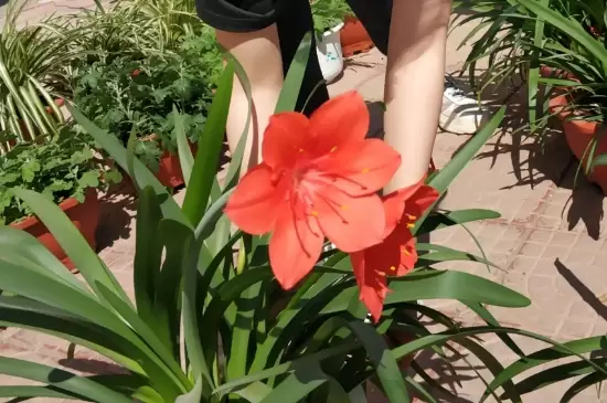 花移盆之后可以马上就浇水吗插图1 花移盆之后可以马上就浇水吗插图1
