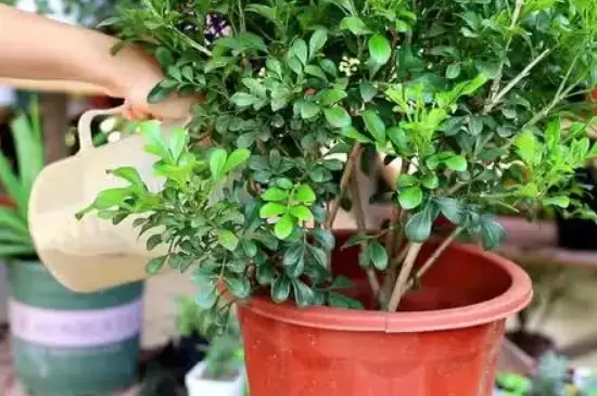 硫酸亚铁可以浇哪些植物插图2