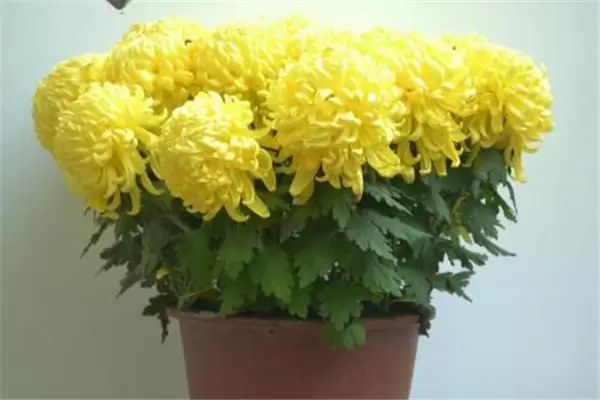 盆栽菊花怎么养 盆栽菊花的种植与管理要点插图2 盆栽菊花怎么养 盆栽菊花的种植与管理要点插图2