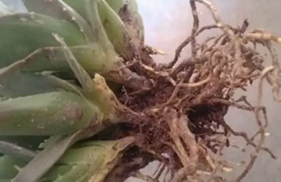 芦荟叶子发黄干瘪枯萎怎么办 是什么原因导致的插图2 芦荟叶子发黄干瘪枯萎怎么办 是什么原因导致的插图2