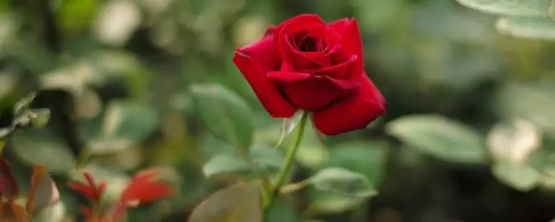 种一亩玫瑰花的成本，以及利润分析插图