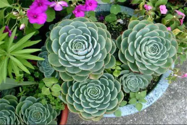 石莲花盆栽关键技术插图1 石莲花盆栽关键技术插图1