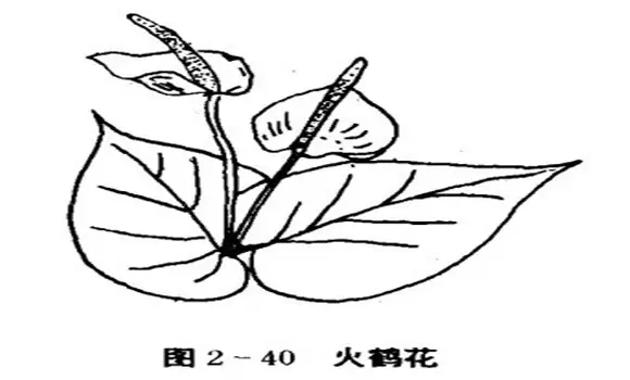 火鹤花怎么养,怎么养火鹤花效果好插图 火鹤花怎么养,怎么养火鹤花效果好插图