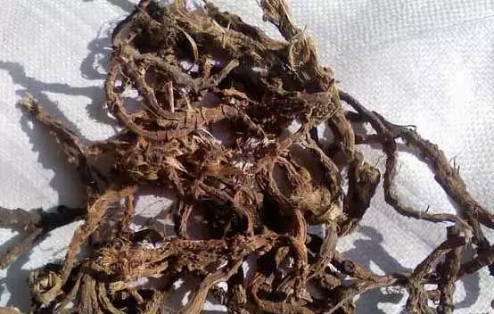 石菖蒲的功效与作用及副作用插图