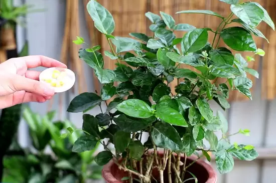 硫酸亚铁可以浇哪些植物插图4