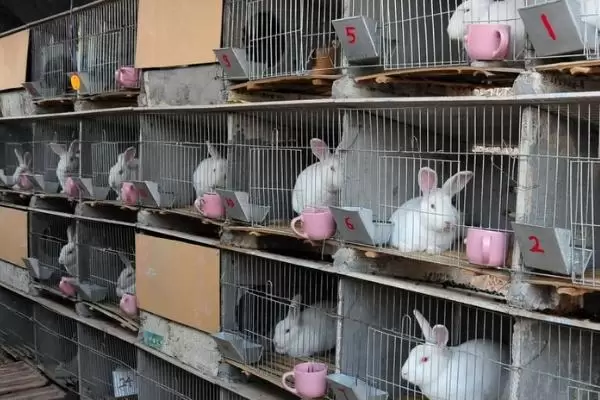 肉兔养殖成本，出栏只需4-5个月的时间插图1