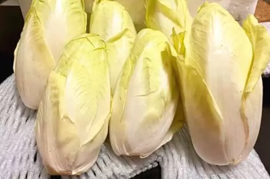 玉兰菜怎么种植插图3