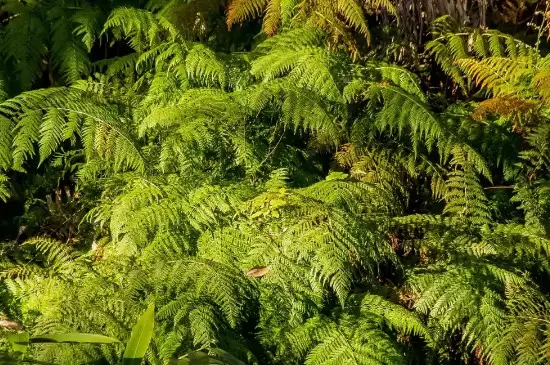 苔藓植物有根吗插图2