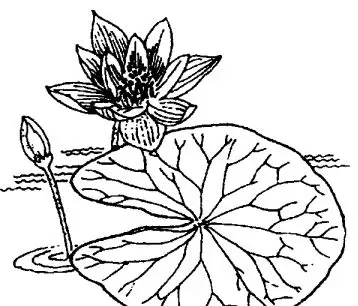 睡莲功效主治与药理作用插图