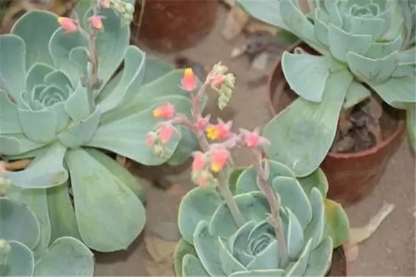 石莲花盆栽关键技术插图2 石莲花盆栽关键技术插图2