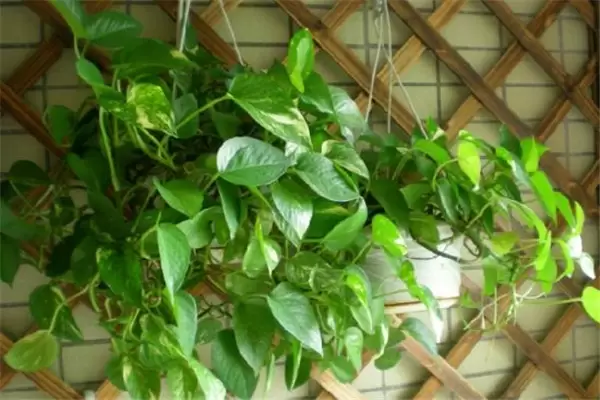 盆栽绿萝怎么养才能更旺盛,请记住五个关键点插图2 盆栽绿萝怎么养才能更旺盛,请记住五个关键点插图2