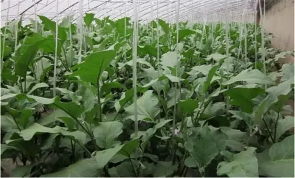 温室茄子温度管理要求 温室茄子的管理技术插图2 温室茄子温度管理要求 温室茄子的管理技术插图2