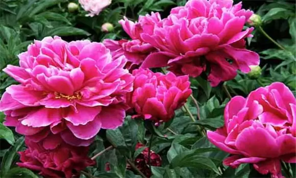 盆栽芍药花的养殖方法 盆栽芍药花怎么养？插图