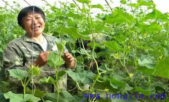 秋黄瓜的种植与管理要点插图1