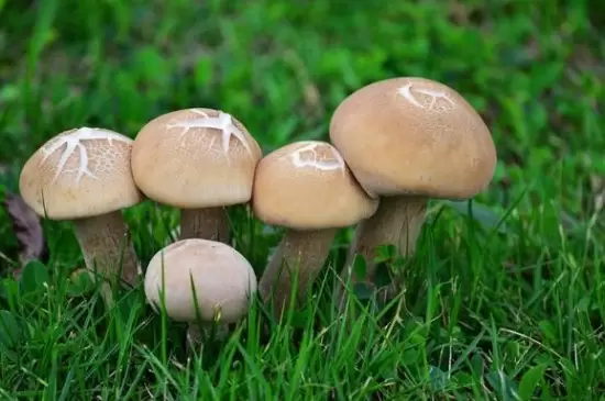 真菌门植物的基本特征插图3