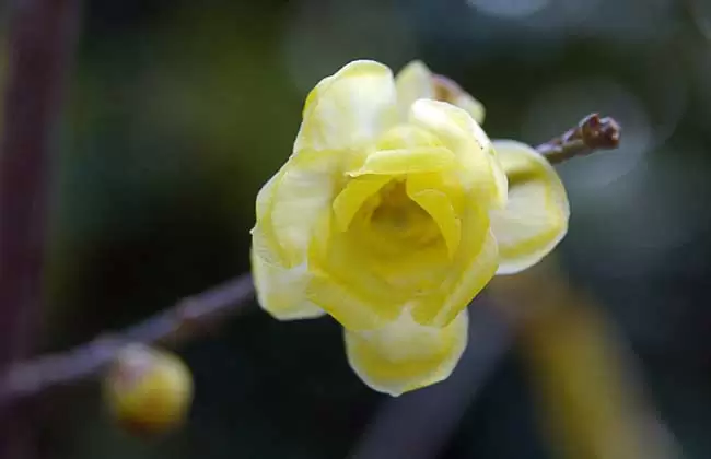 腊梅花什么时候开插图 腊梅花什么时候开插图