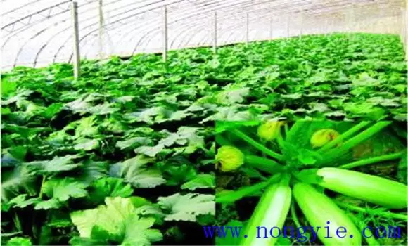 秋季西葫芦几月份种植 秋季西葫芦种植技术插图2