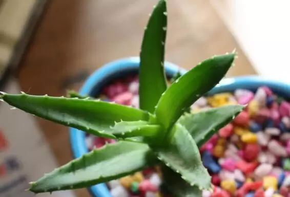 芦荟叶子发黄干瘪枯萎怎么办 是什么原因导致的插图1 芦荟叶子发黄干瘪枯萎怎么办 是什么原因导致的插图1