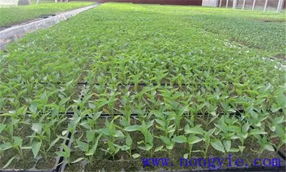 温室秋延后茄子怎样栽培 秋延后茄子栽培技术插图