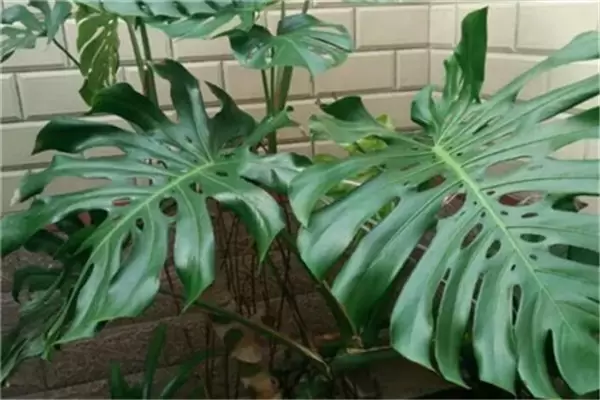 盆栽龟背竹花怎么养?龟背竹盆栽技术要点插图3 盆栽龟背竹花怎么养?龟背竹盆栽技术要点插图3