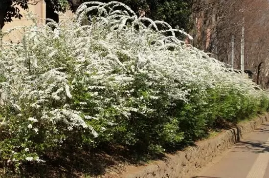 水培雪柳的养殖方法和注意事项插图3