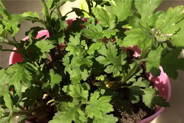 盆栽菊花怎么养 盆栽菊花的种植与管理要点插图3 盆栽菊花怎么养 盆栽菊花的种植与管理要点插图3