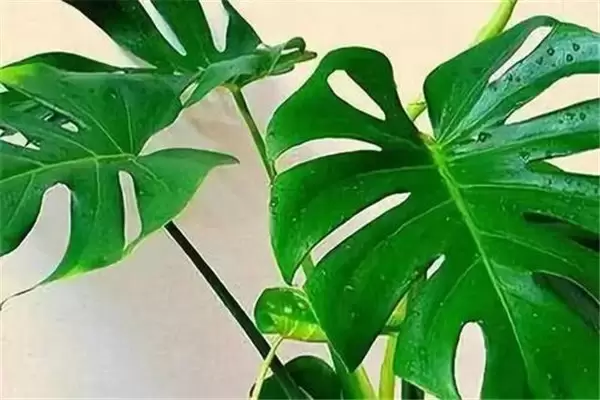 盆栽龟背竹花怎么养?龟背竹盆栽技术要点插图2 盆栽龟背竹花怎么养?龟背竹盆栽技术要点插图2