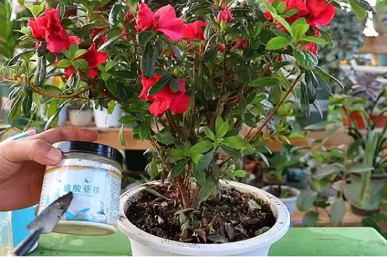 硫酸亚铁可以浇哪些植物插图3