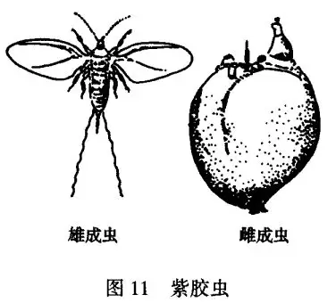 紫胶虫的药用价值有哪些插图