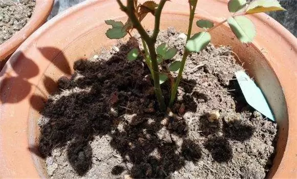 花盆里有蚯蚓好不好 花盆里有蚯蚓怎么办插图 花盆里有蚯蚓好不好 花盆里有蚯蚓怎么办插图