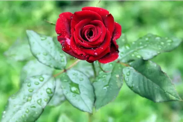 种一亩玫瑰花的成本，以及利润分析插图1