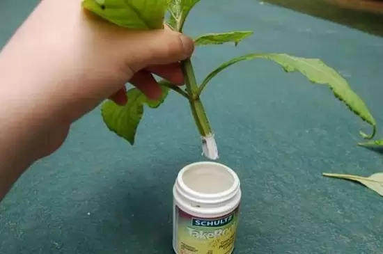 生根粉可以浇土里吗插图2
