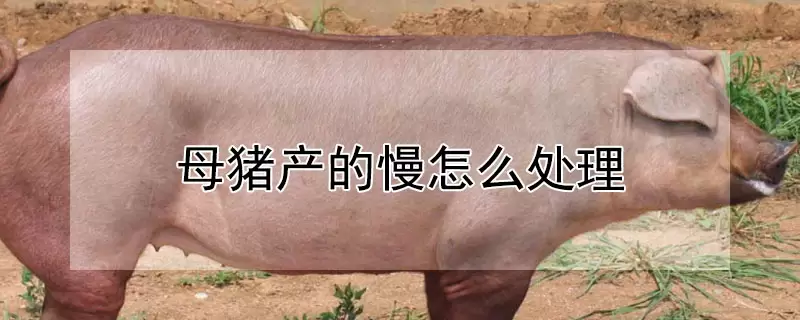 母猪产的慢怎么处理插图