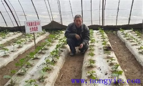温室黄瓜栽培管理技术 温室黄瓜定植后温度管理插图1 温室黄瓜栽培管理技术 温室黄瓜定植后温度管理插图1
