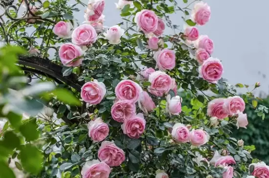 深粉龙沙宝石月季花开几季插图1