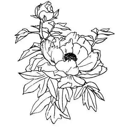牡丹为何只现蕾不开花？插图